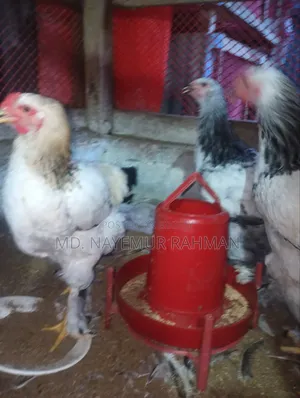 Light Brahma Chicken for Sale