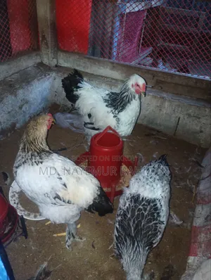 Light Brahma Chicken for Sale