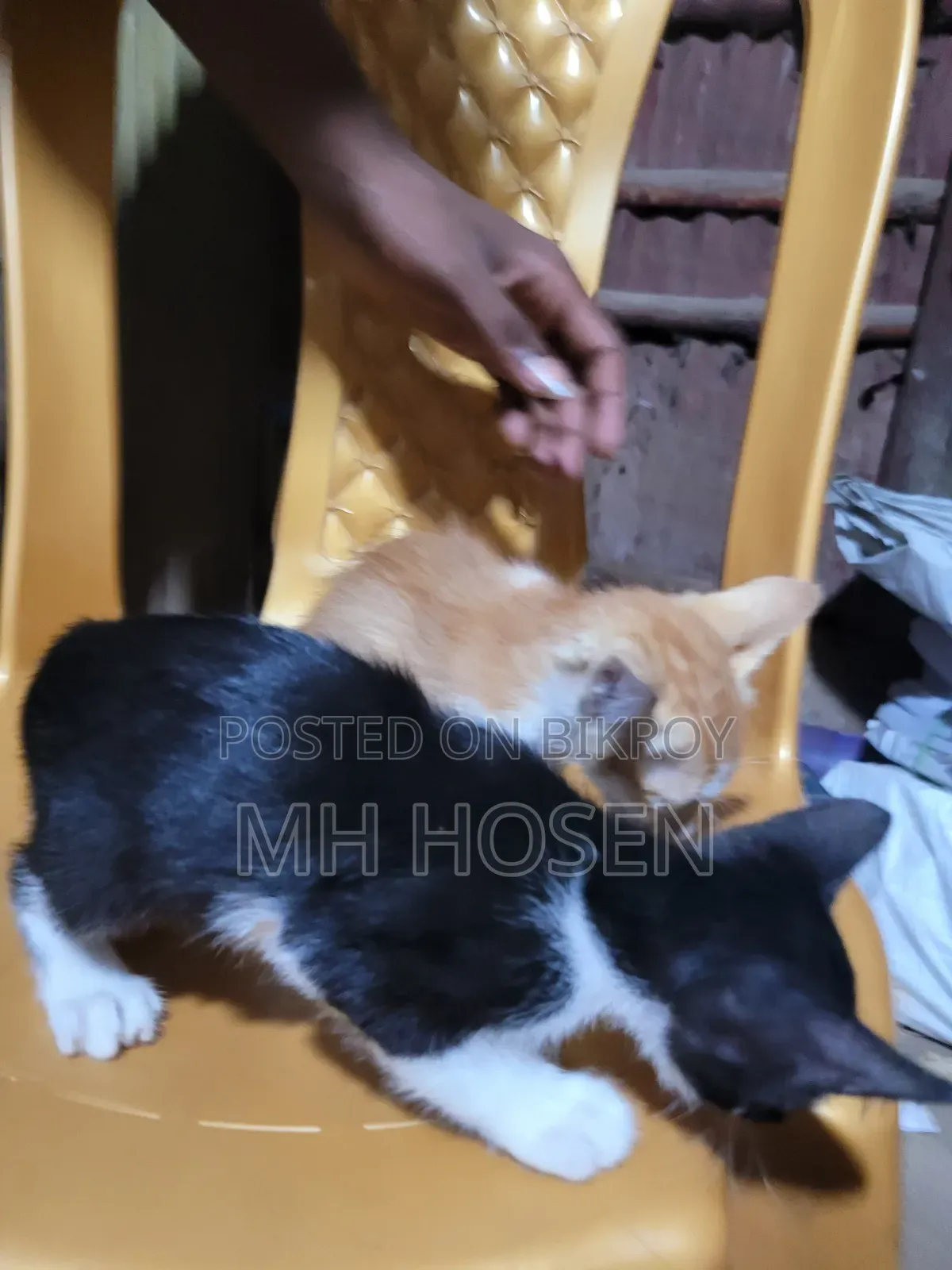 ১-৩ মাস বয়সী পুরুষ মিক্সড ব্রিড বেঙ্গল বিড়াল