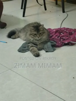 ৩-৬ মাসের পুরুষ মিক্সড ব্রিড পার্সিয়ান