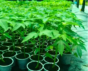 Papaya Seedlings