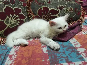৩-৬ মাসের ফিমেল পিওর পার্সিয়ান বিড়াল