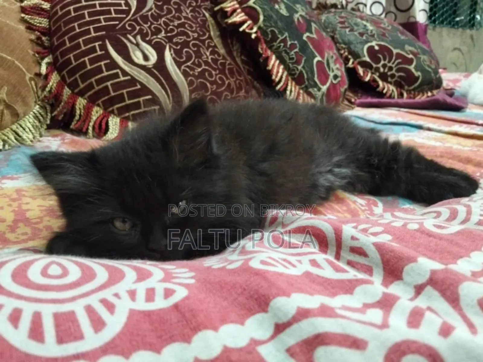 3-6 months Female Purebred Persian