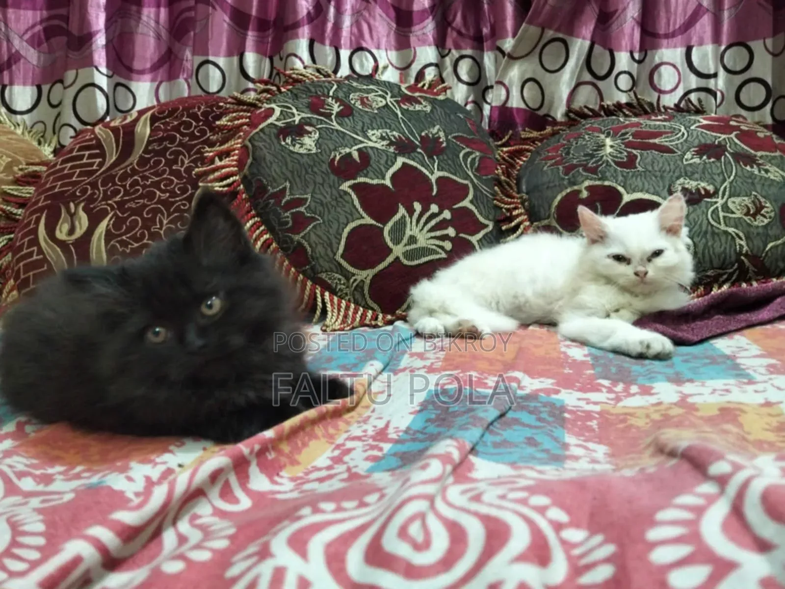 3-6 months Female Purebred Persian