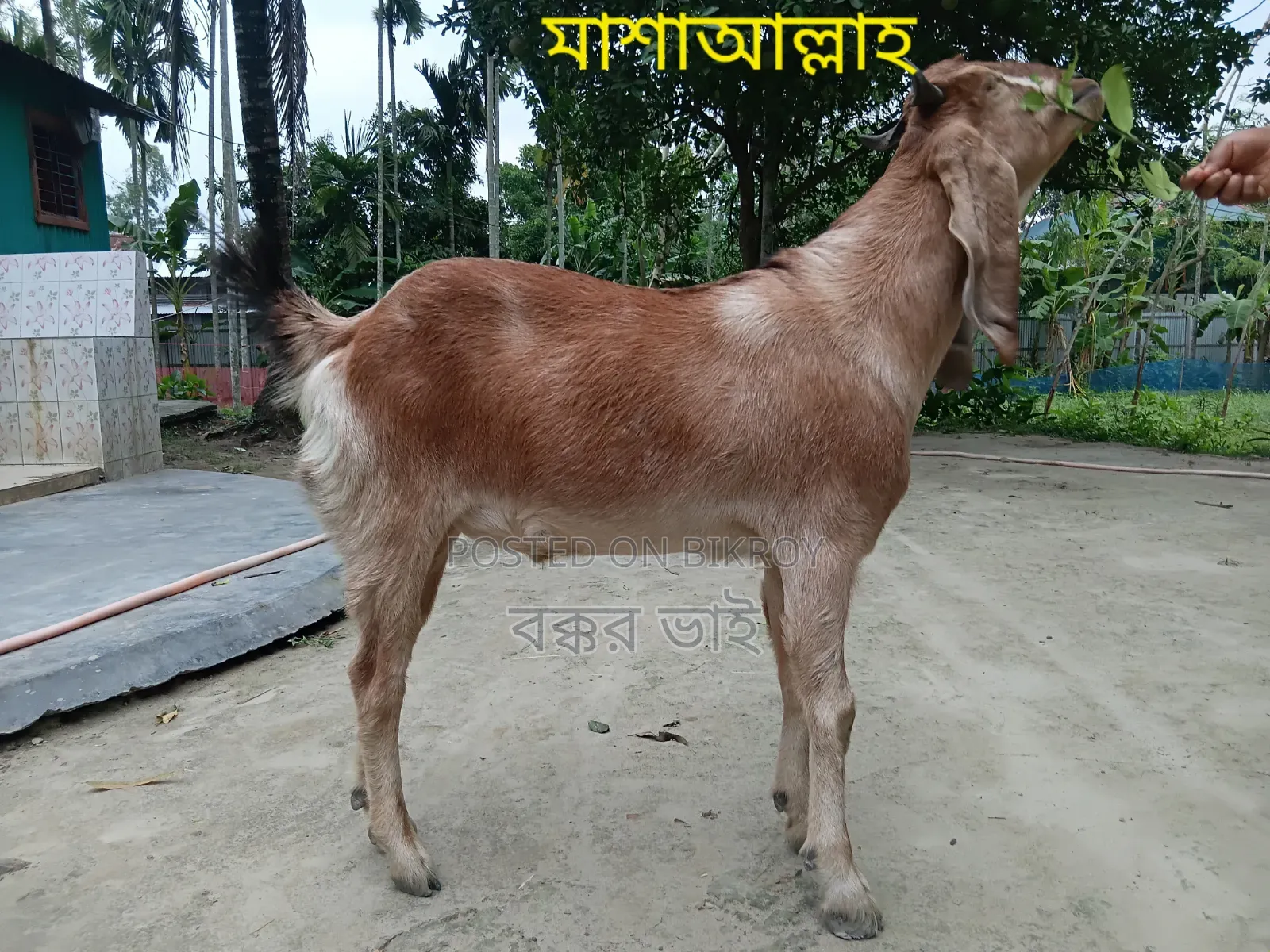 High-Quality Jamnapari Goat