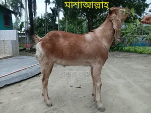 উন্নত মানের যমুনাপারি খাশি