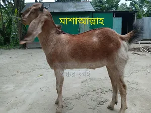 High-Quality Jamnapari Goat