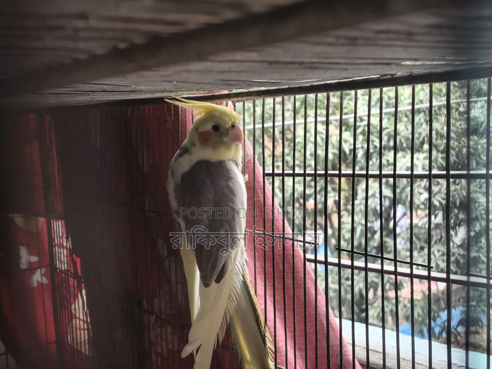 Lutino Cockatiel (Pied)