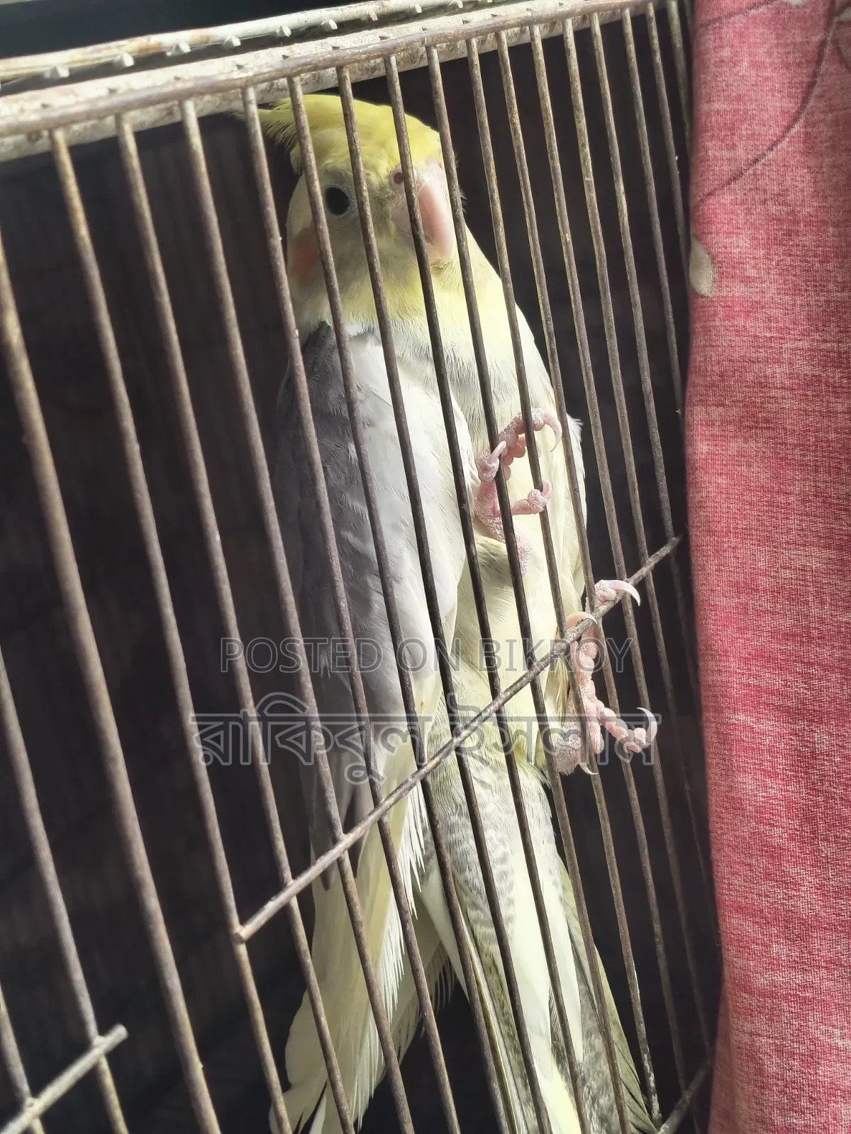 Lutino Cockatiel (Pied)