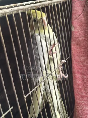 Lutino Cockatiel (Pied)
