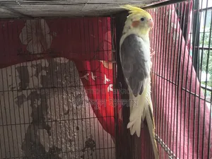 Lutino Cockatiel (Pied)