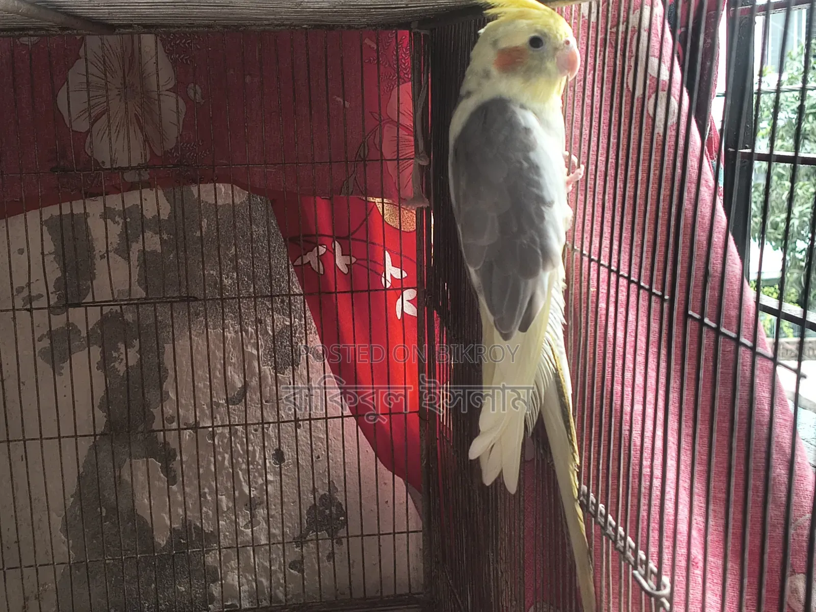 Lutino Cockatiel (Pied)