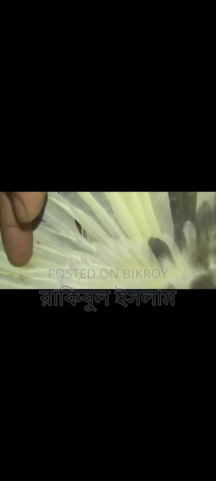 Lutino Cockatiel (Pied)
