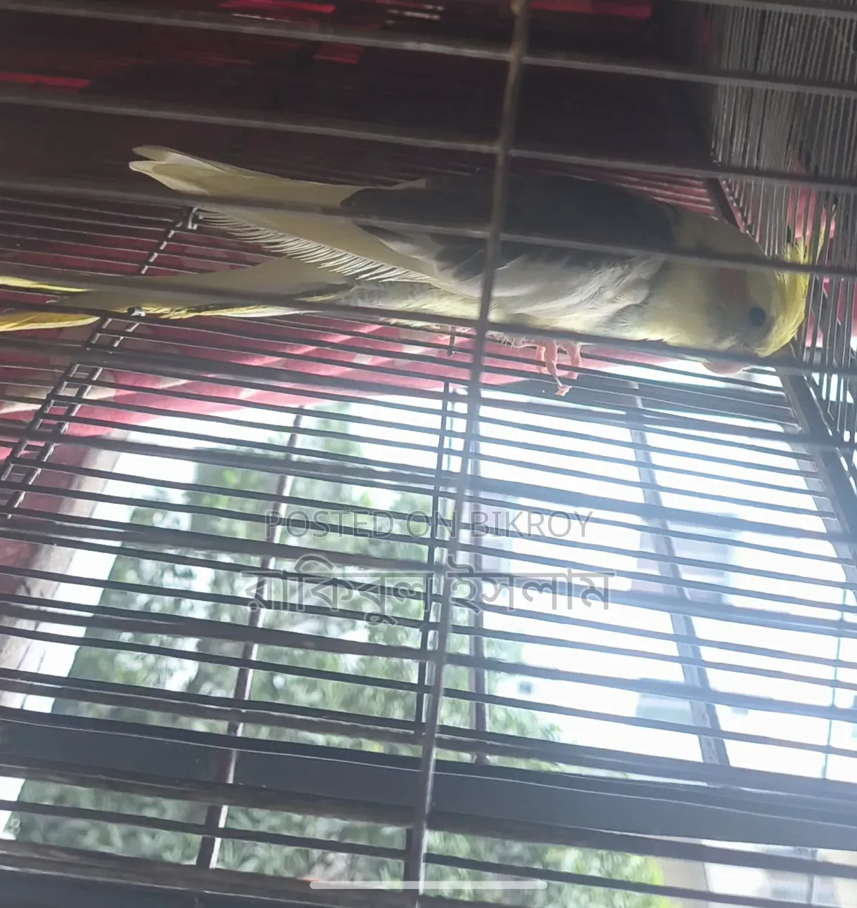Lutino Cockatiel (Pied)