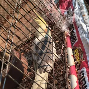 Lutino Cockatiel (Pied)
