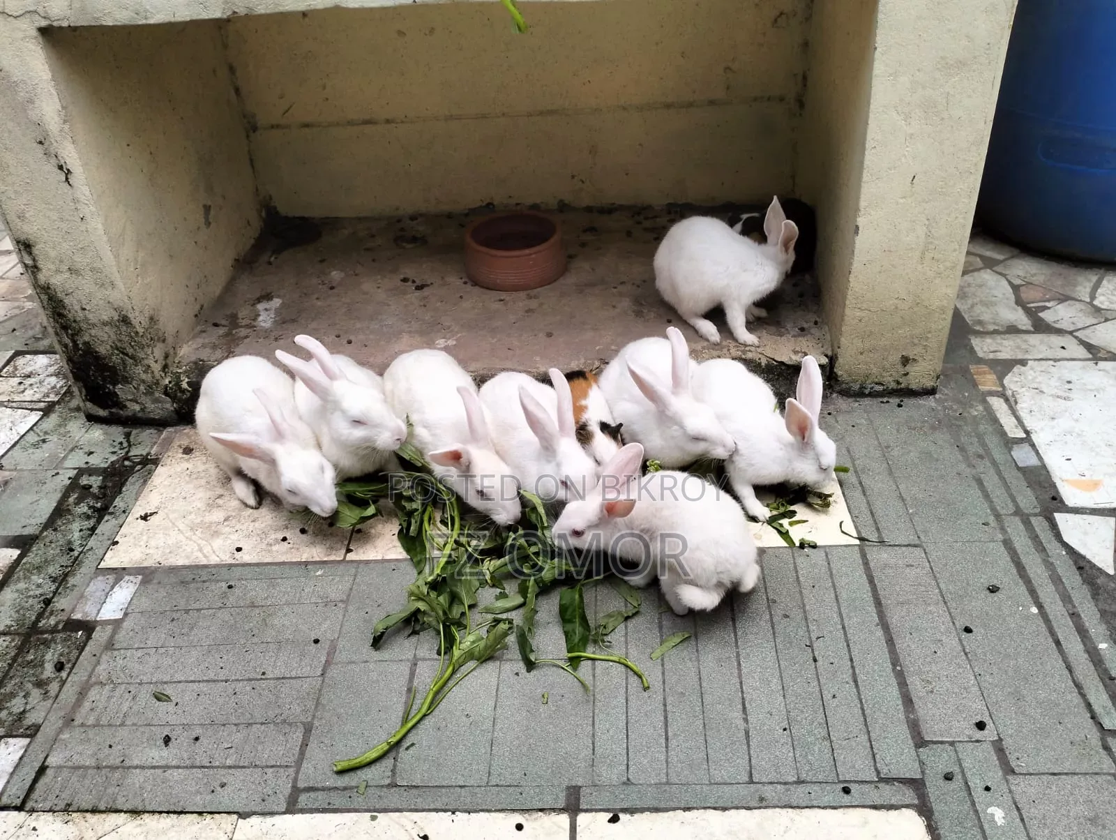 Rabbit for Sale