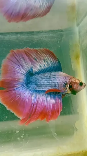 Fighter Fish