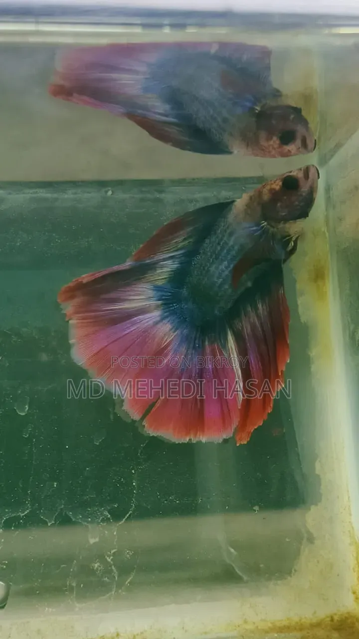 Fighter Fish