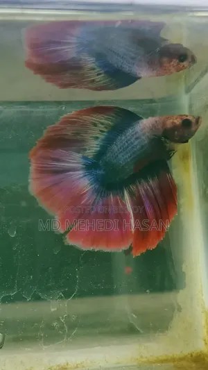 Fighter Fish