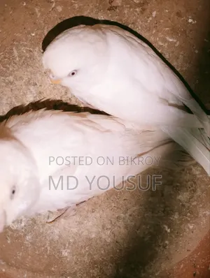 2 Pairs of Budgie Birds for Sale.