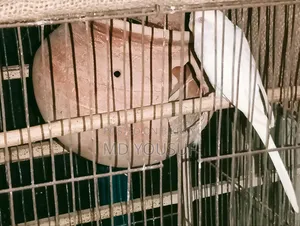 2 Pairs of Budgie Birds for Sale.