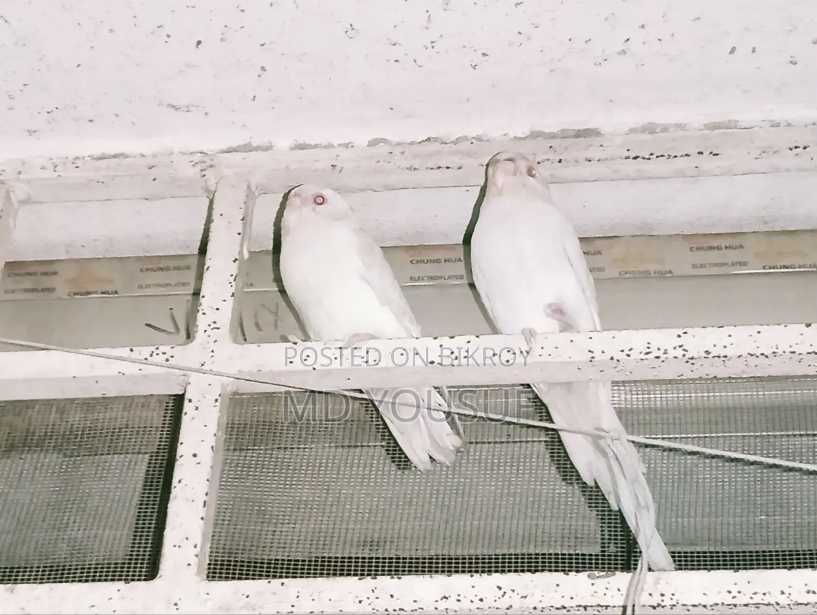 2 Pairs of Budgie Birds for Sale.