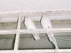 2 Pairs of Budgie Birds for Sale.