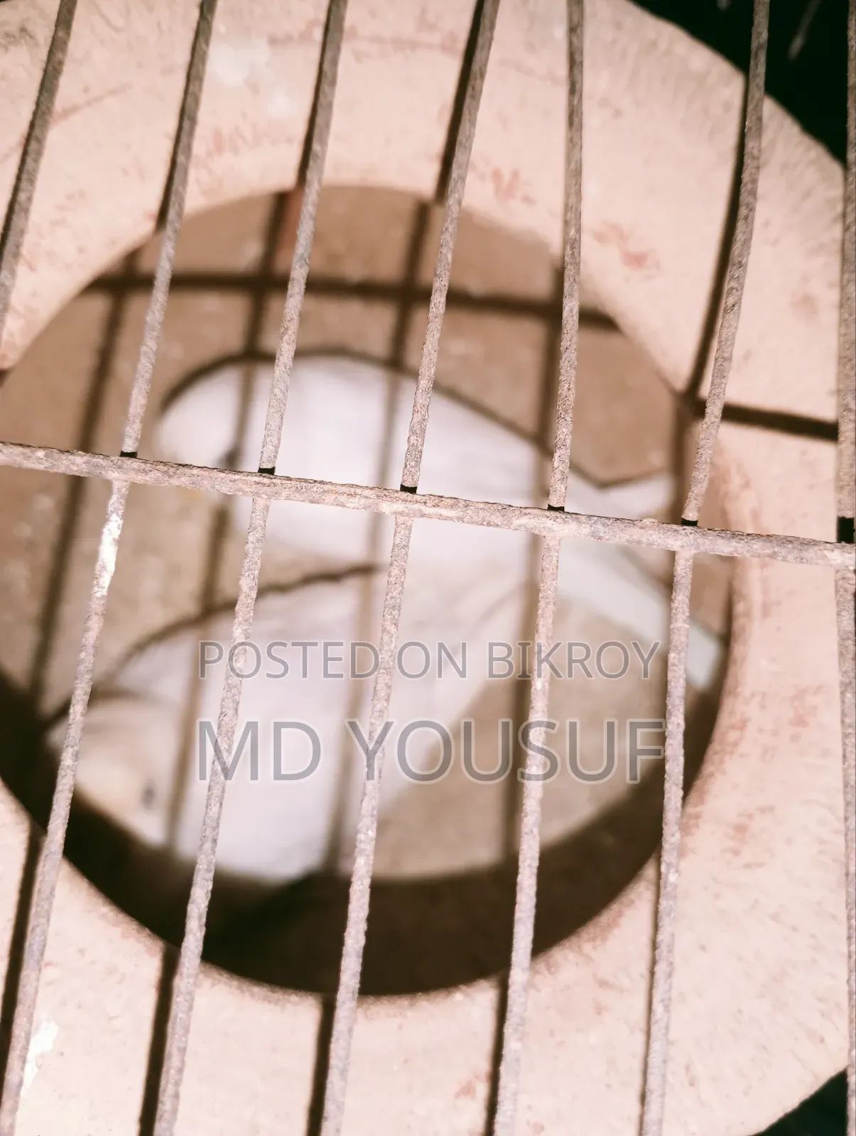 2 Pairs of Budgie Birds for Sale.