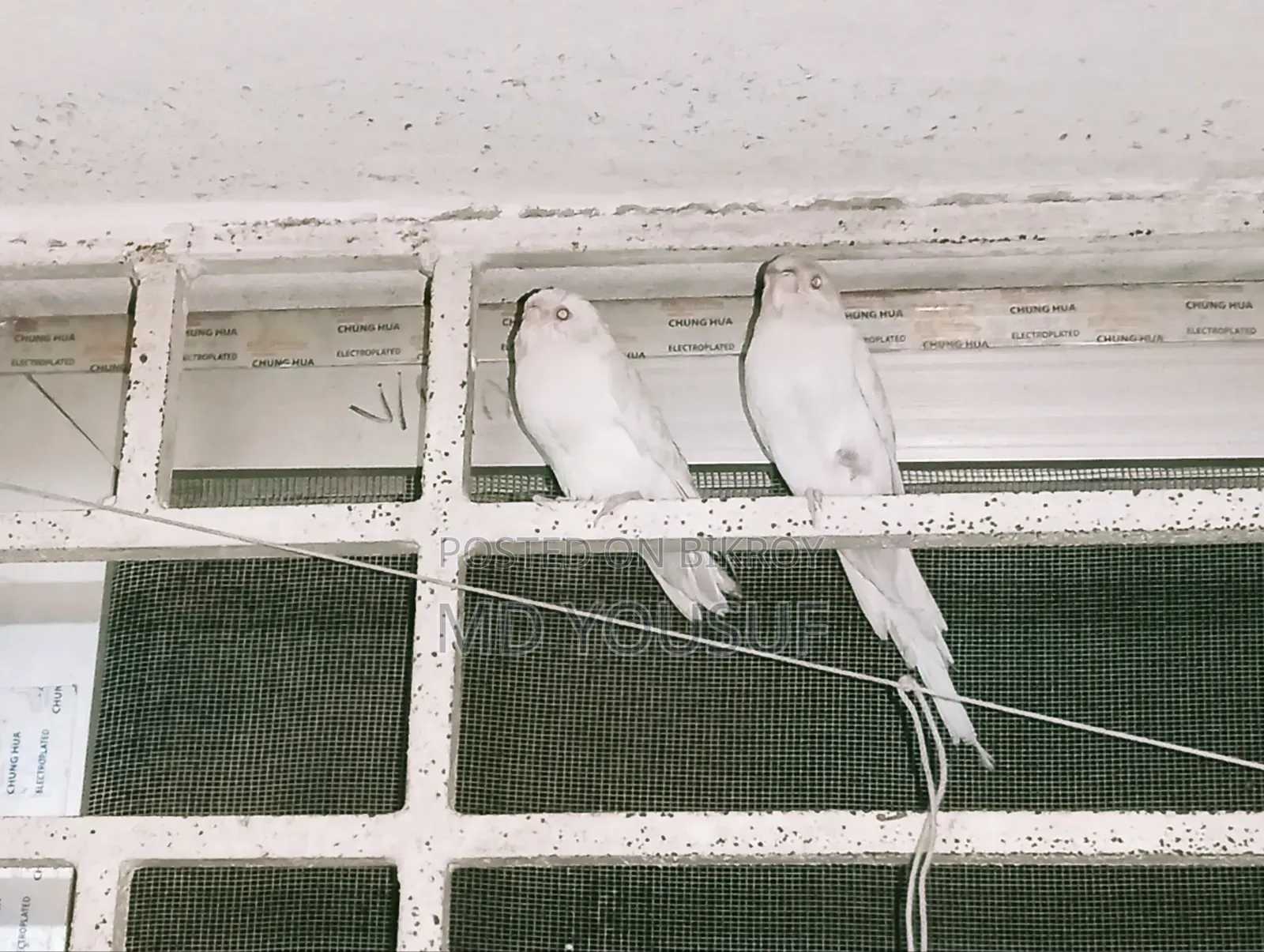 2 Pairs of Budgie Birds for Sale.