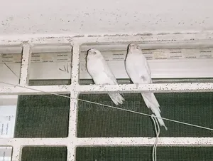 2 Pairs of Budgie Birds for Sale.