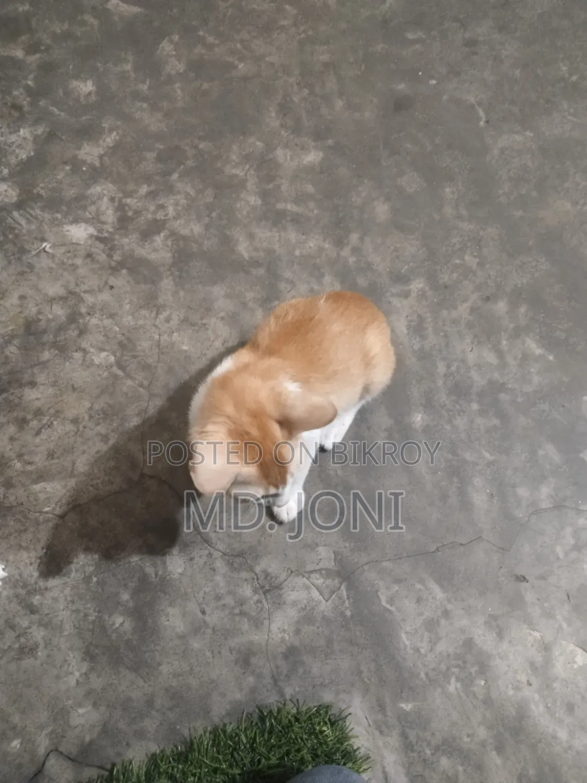 ৩-৬ মাস বয়সী ফিমেল পিওরব্রেড বেঙ্গল বিড়াল