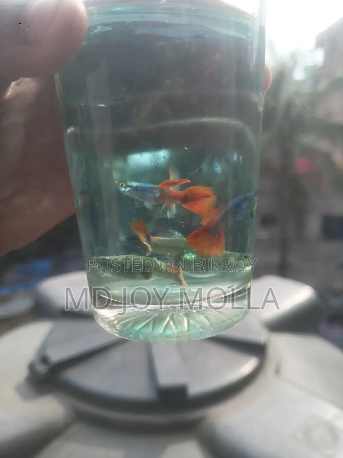RTP Guppy Fish