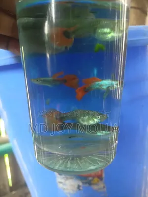 RTP Guppy Fish