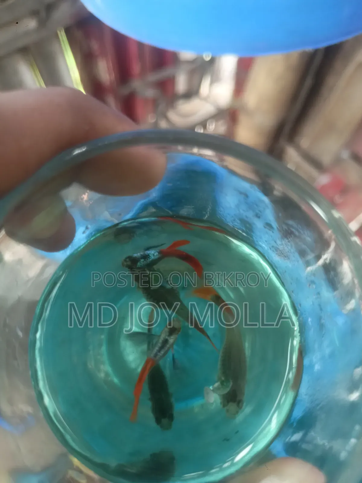 RTP Guppy Fish