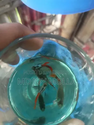 RTP Guppy Fish