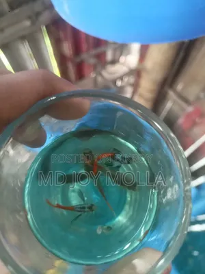 RTP Guppy Fish