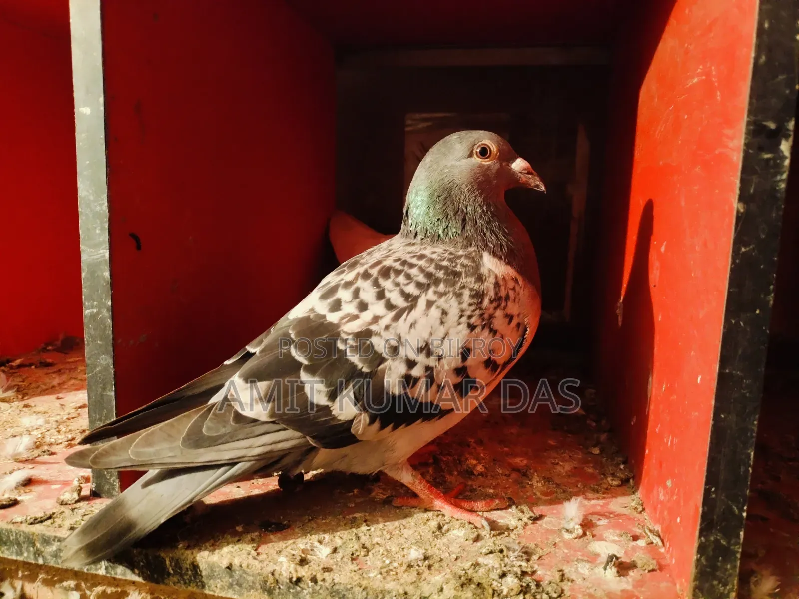 রেসার এডাল নর