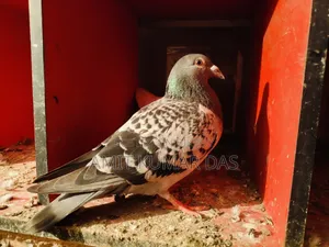 রেসার এডাল নর