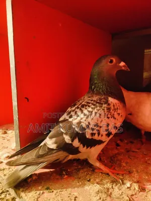 রেসার এডাল নর
