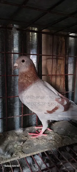 রেছার মাদি কবুতর ডিম বাচ্চা রানিং কোন প্রকার সমস্যা নেই যাদের ভালো
