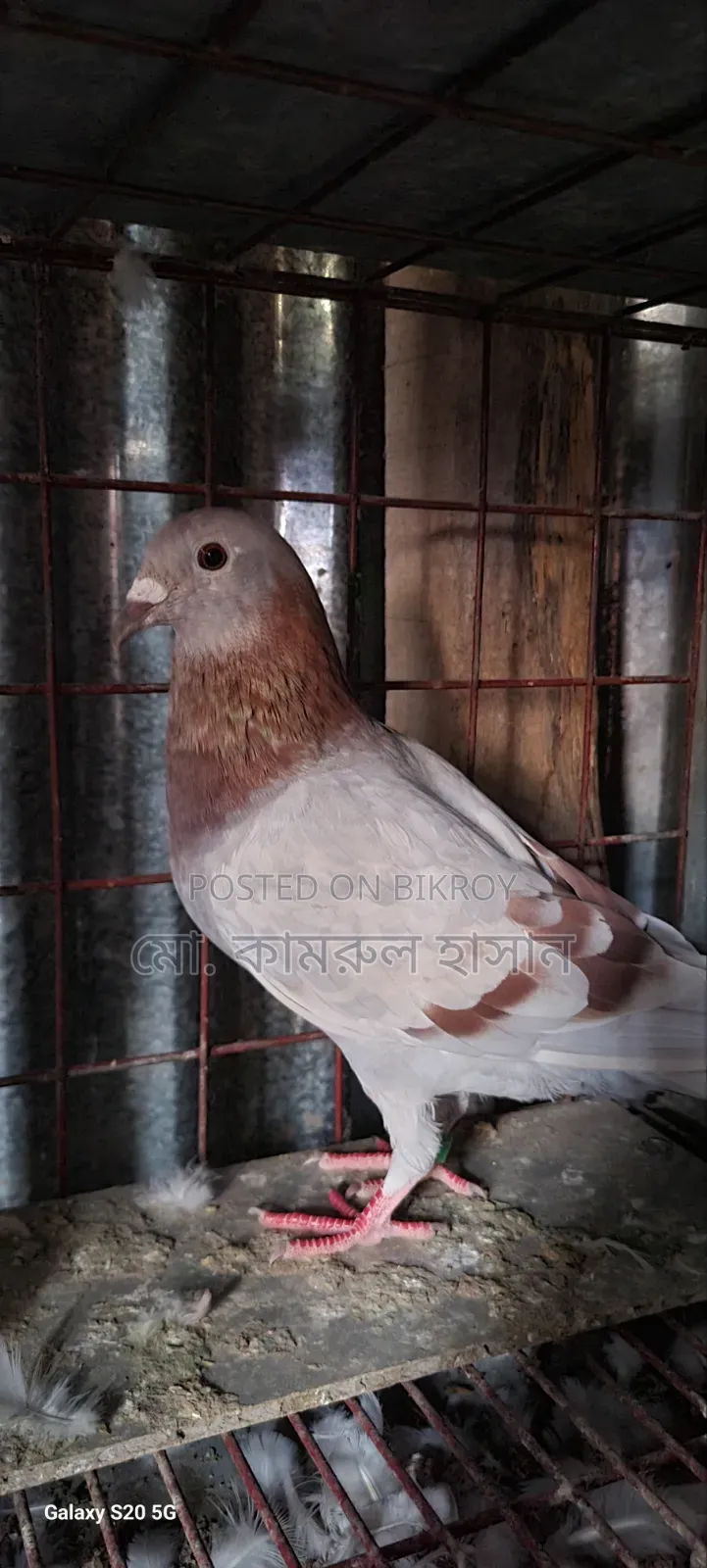 রেছার মাদি কবুতর ডিম বাচ্চা রানিং কোন প্রকার সমস্যা নেই যাদের ভালো