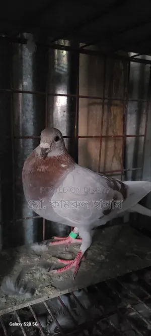 রেছার মাদি কবুতর ডিম বাচ্চা রানিং কোন প্রকার সমস্যা নেই যাদের ভালো