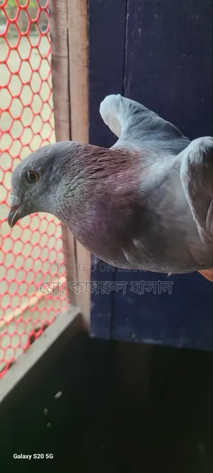 রেছার মাদি কবুতর ডিম বাচ্চা রানিং কোন প্রকার সমস্যা নেই যাদের ভালো