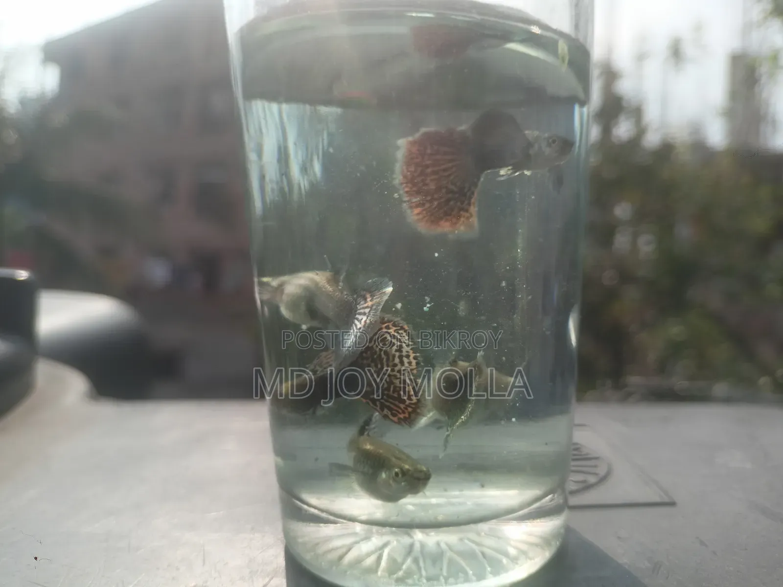 রেড ড্রাগন