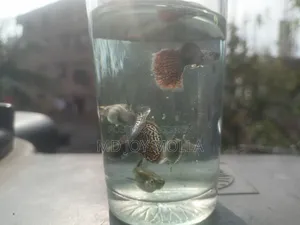 রেড ড্রাগন