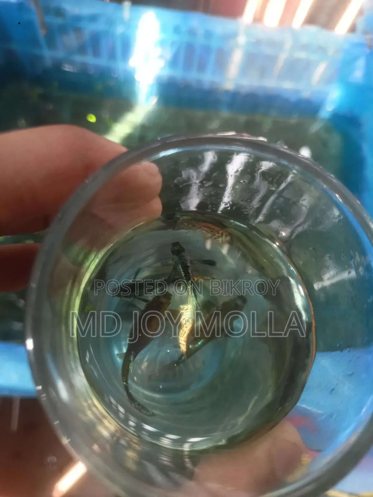 রেড ড্রাগন