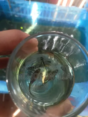 রেড ড্রাগন