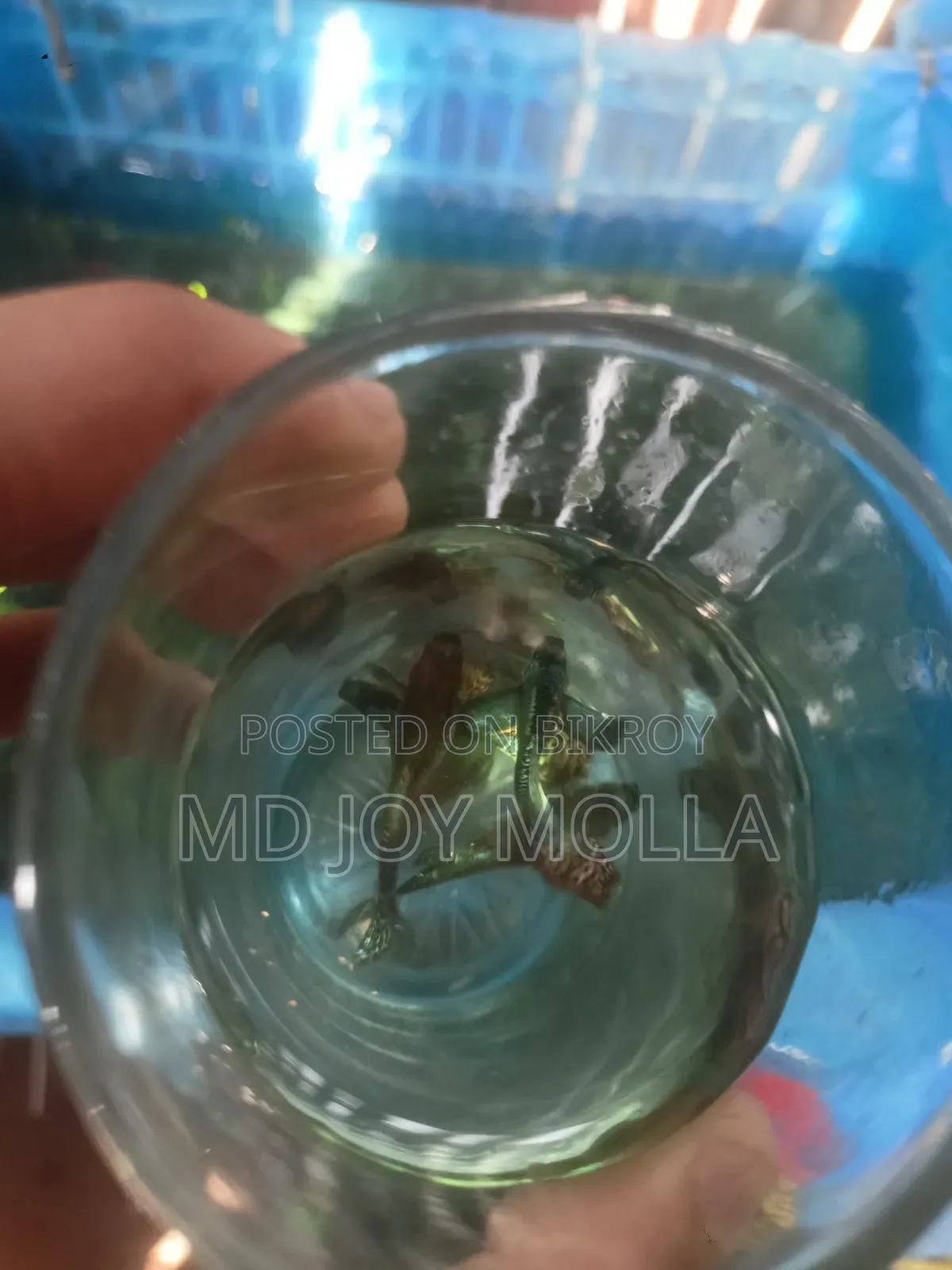 রেড ড্রাগন