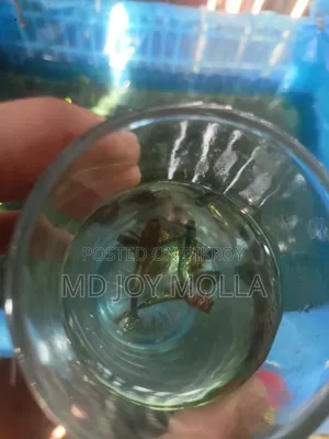 রেড ড্রাগন