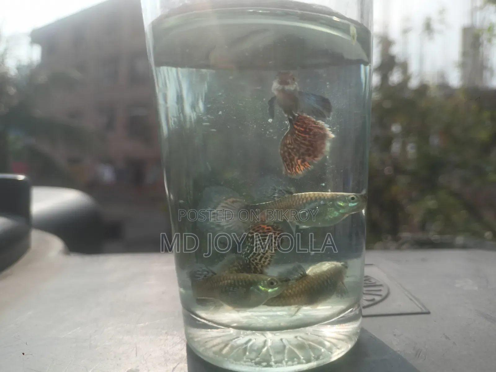 রেড ড্রাগন